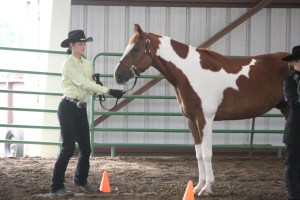 Maddy and I doing showmanship my senior year of horse 4H at state fair. Check out the T-Rex that his white mark makes (hint: the tail goes down his front leg). 