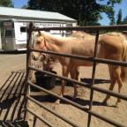 The Queen of Fast; Patiently Waiting