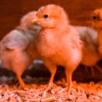 The Quarantine Diaries; Part I