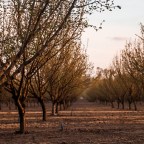 Pollen vs. COVID-19; The Anxiety