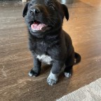 Phoebe the Pandemic Puppy